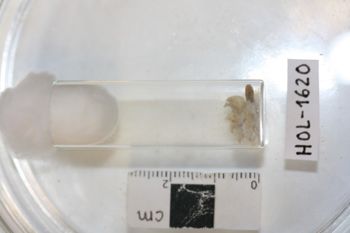 Media type: image;   Invertebrate Zoology HOL-1620 Description: Preserved specimen.;